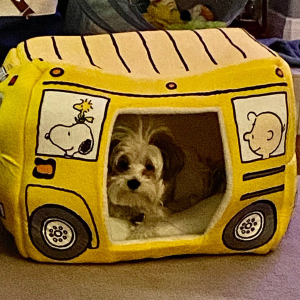 Cute Bus Pet Bed - With Cushion - Polyester - 2 Sizes - ApolloBox