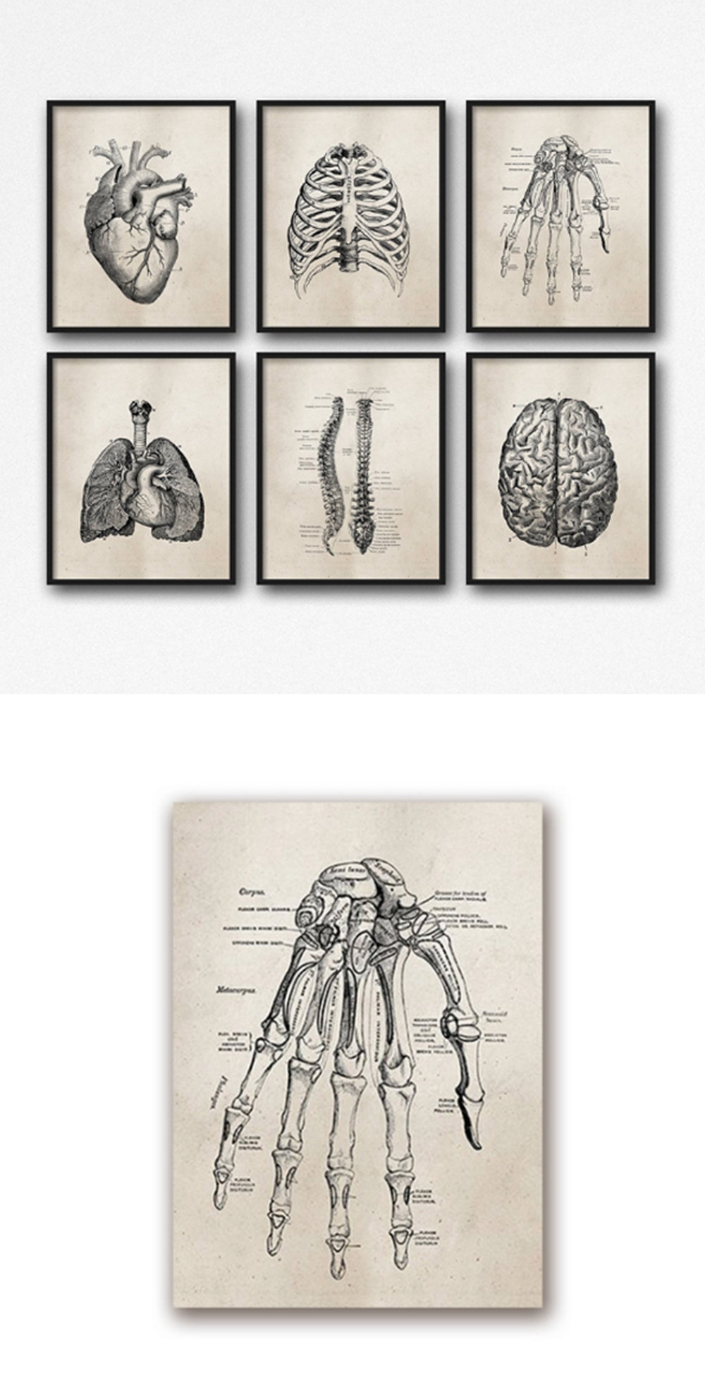 Vintage Anatomy Poster - ApolloBox