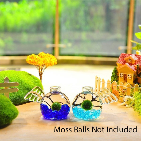 Marimo Moss Ball Terrarium live plants Kit DIY