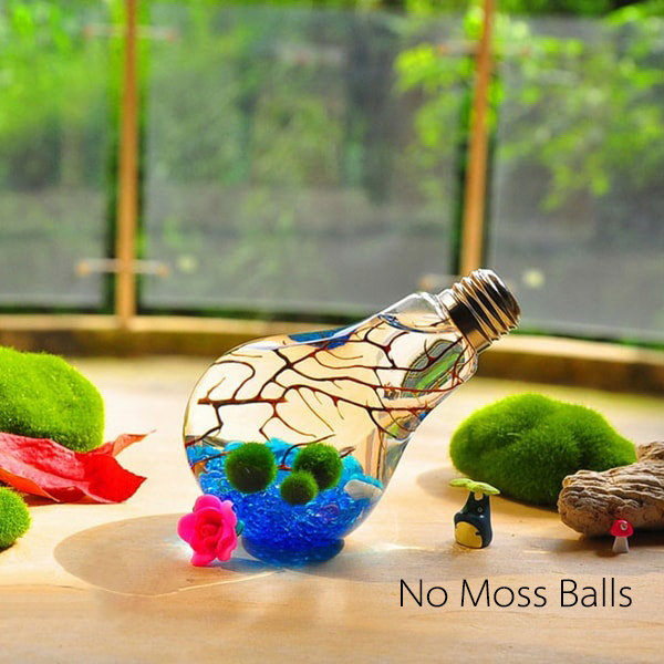 Medium Marimo Moss Ball (1'') (5 Pack) (US Only)