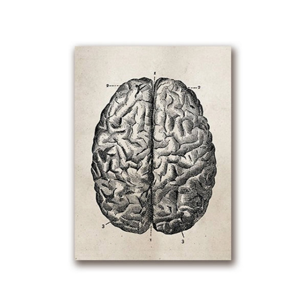 Vintage Anatomy Poster - ApolloBox