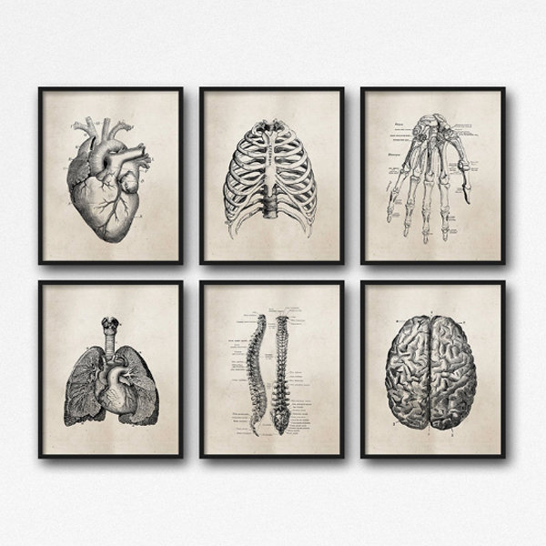 Vintage Anatomy Poster - ApolloBox