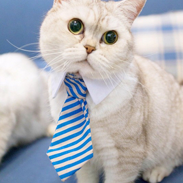 business cat tie collar