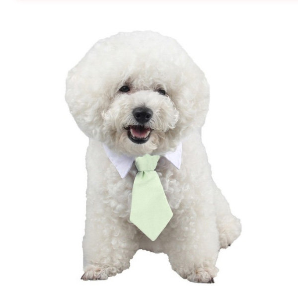 Cute Dog Collar & Tie - ApolloBox