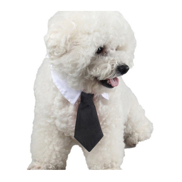 Cute Dog Collar & Tie - ApolloBox