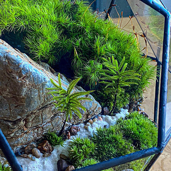 Secret Garden Moss Terrarium from Apollo Box