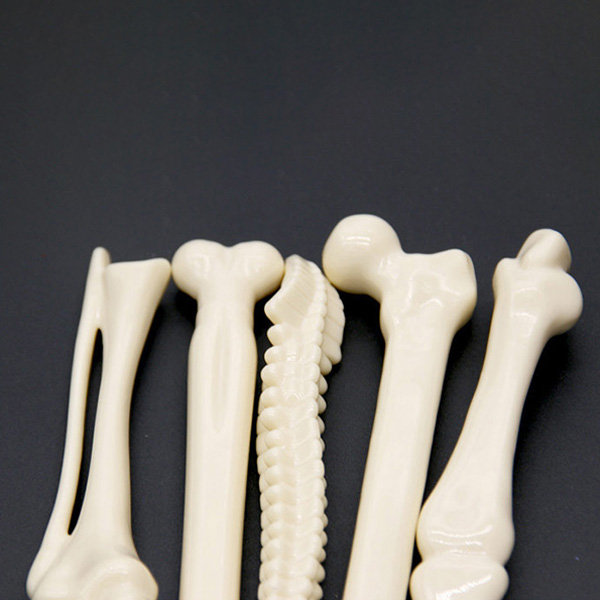 Anatomical Bone BallPoint Pens – The Molecule Shop