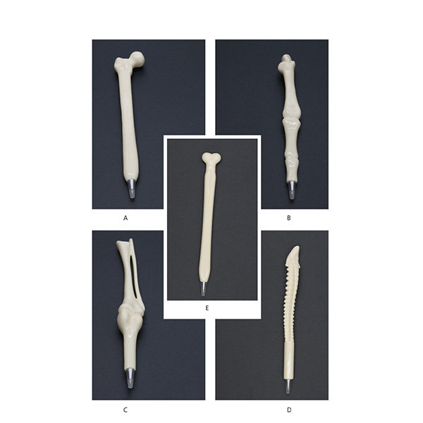 Anatomical Bone BallPoint Pens – The Molecule Shop