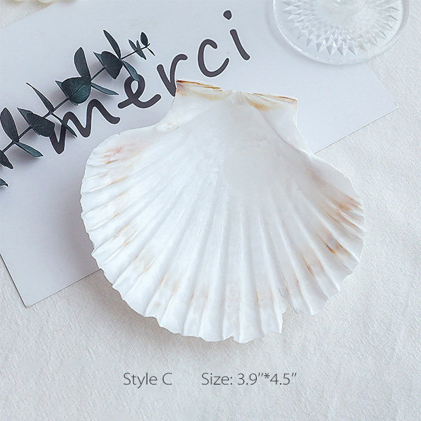 Shells for crafts - 24 Atlantic Ocean Gray scallop shells various sizes 2  +