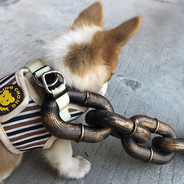 15 Cutest Dog Collars 2021 - Cool Dog Collars