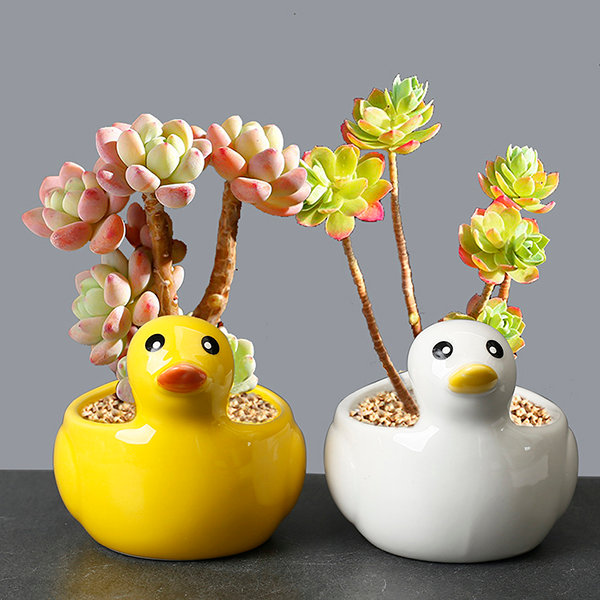 Darling Duck Planter - 2 Colors - Great For Succulents