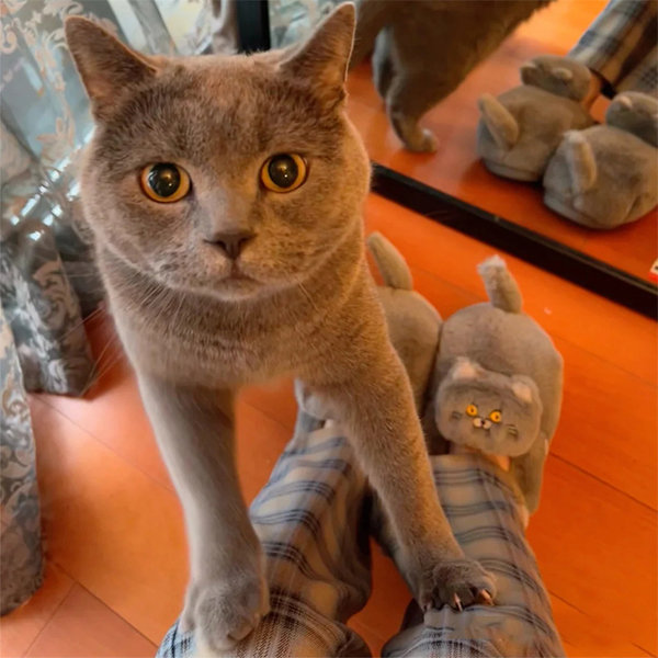 gray cat slippers