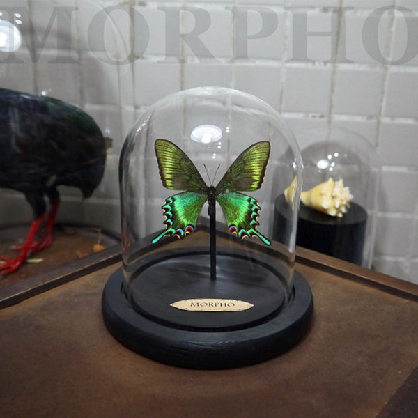 realistic fake butterflies｜TikTok Search