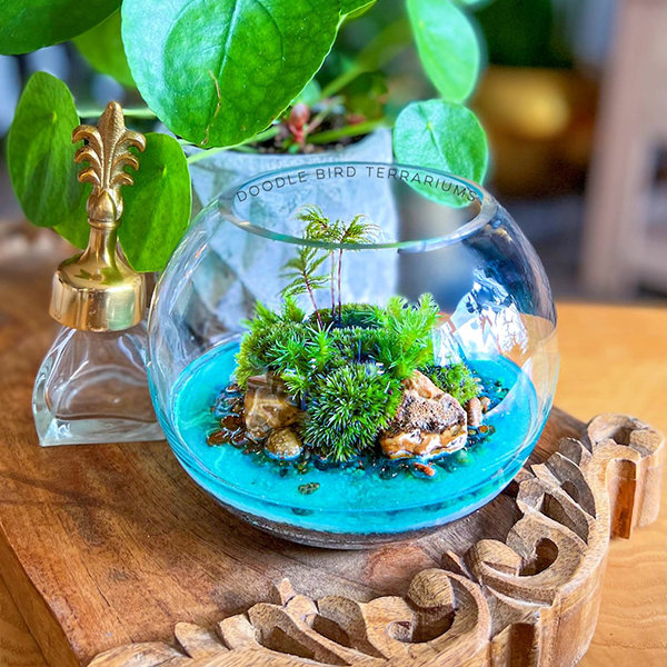 Shop All, Terrariums, Moss art and Kits, For Sale