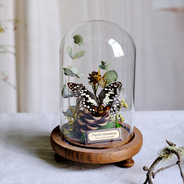 Plant Specimen Butterfly Decoration - Glass - Dried Flower - 6