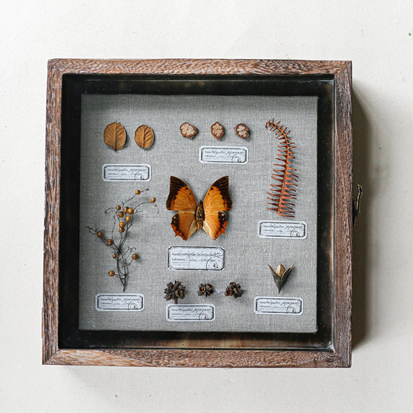 Butterfly Specimen Display Box - ApolloBox