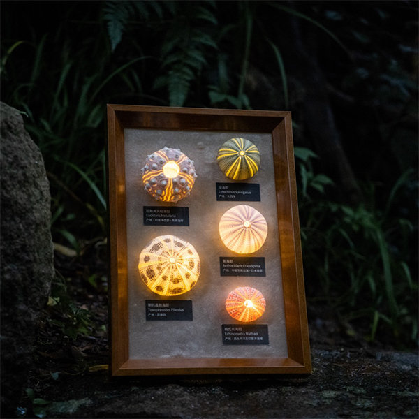 Sea Urchin Night Light Desktop Decor - Wood - Black Frame - Brown Frame -  ApolloBox