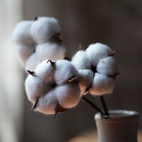 Cotton Dried Flower Decor - Bring Natural Beauty Home