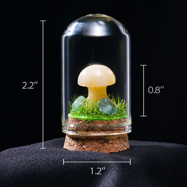 Marimo DIY Terrarium with LED Light from Apollo Box