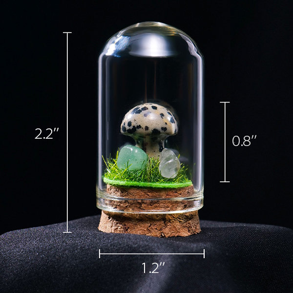 Mushroom Terrarium Kit