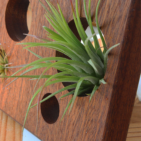 Soil-Free Plant Display Stand - Minimalist Design - Eco-Conscious Living