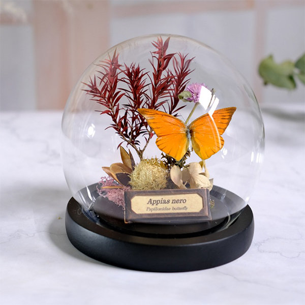 Butterfly Specimen Under Glass Dome - Natural Elegance - Preserved Beauty  from Apollo Box