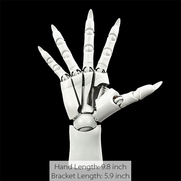 Articulated Finger Human Hand Model - Dynamic Display - Anatomical ...