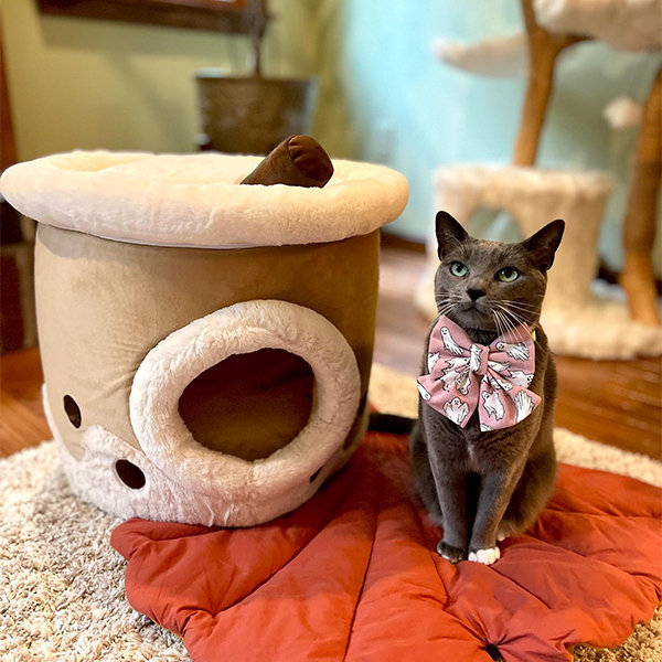 Creative cat hot sale beds