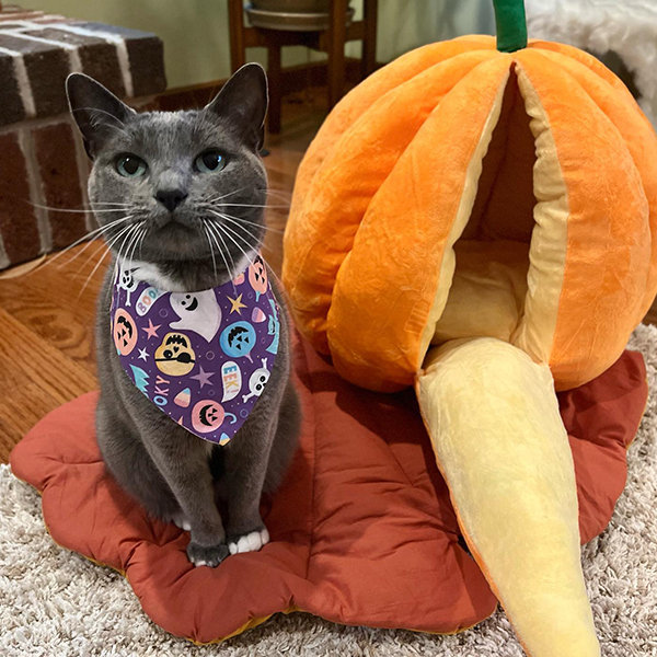 Pumpkin Inspired Cat Bed Orange Yellow Pink 2 Sizes ApolloBox